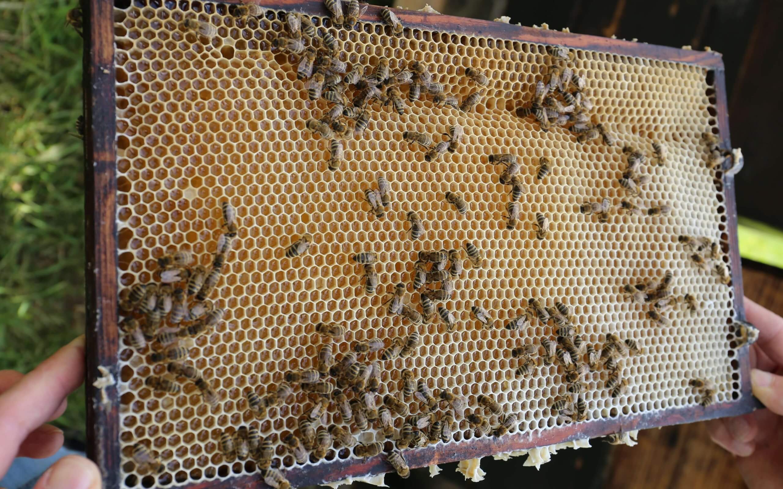 zwei Hände halten eine mit Bienen gefüllte Wabe