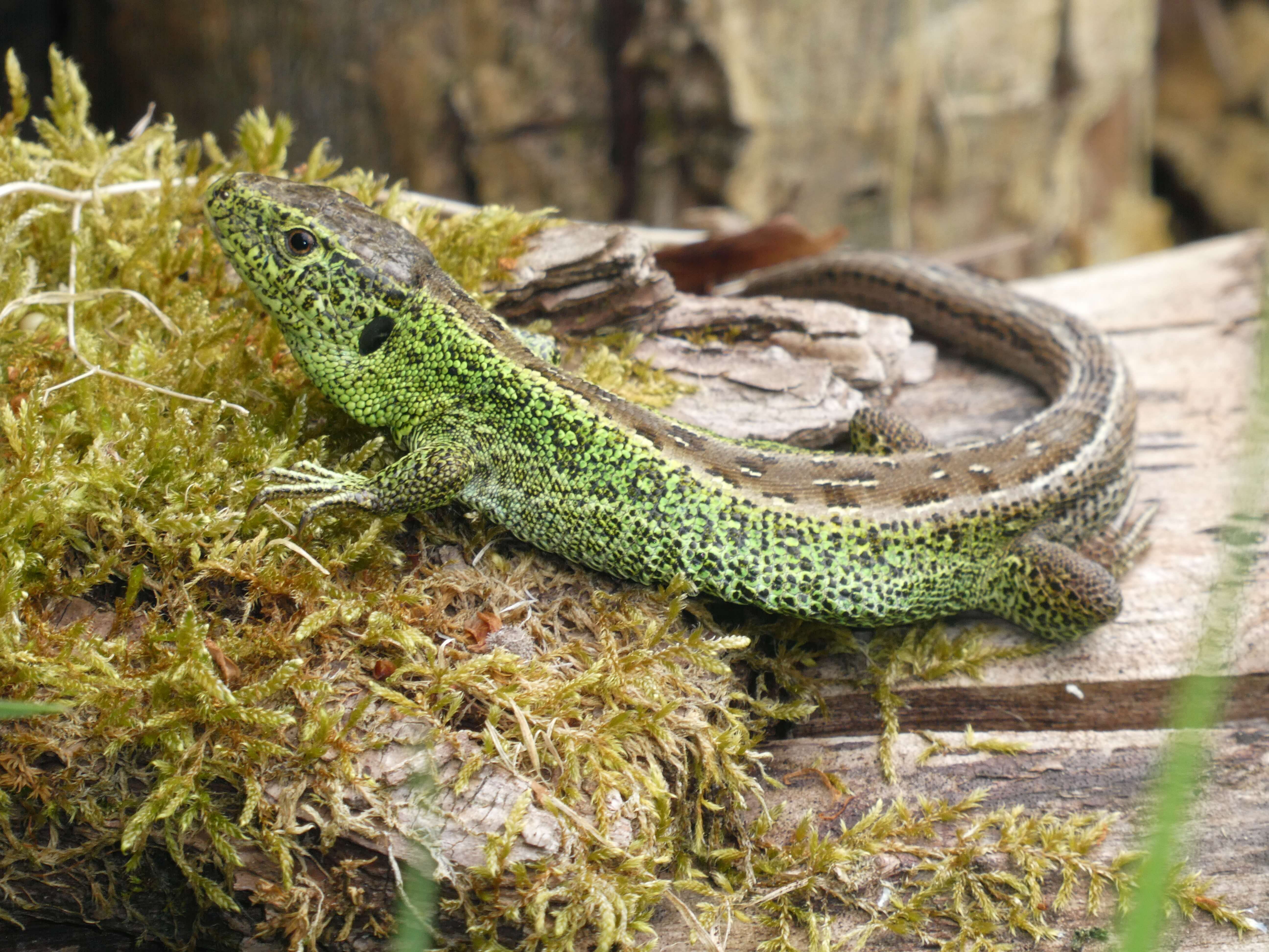 photo of a sand lizard