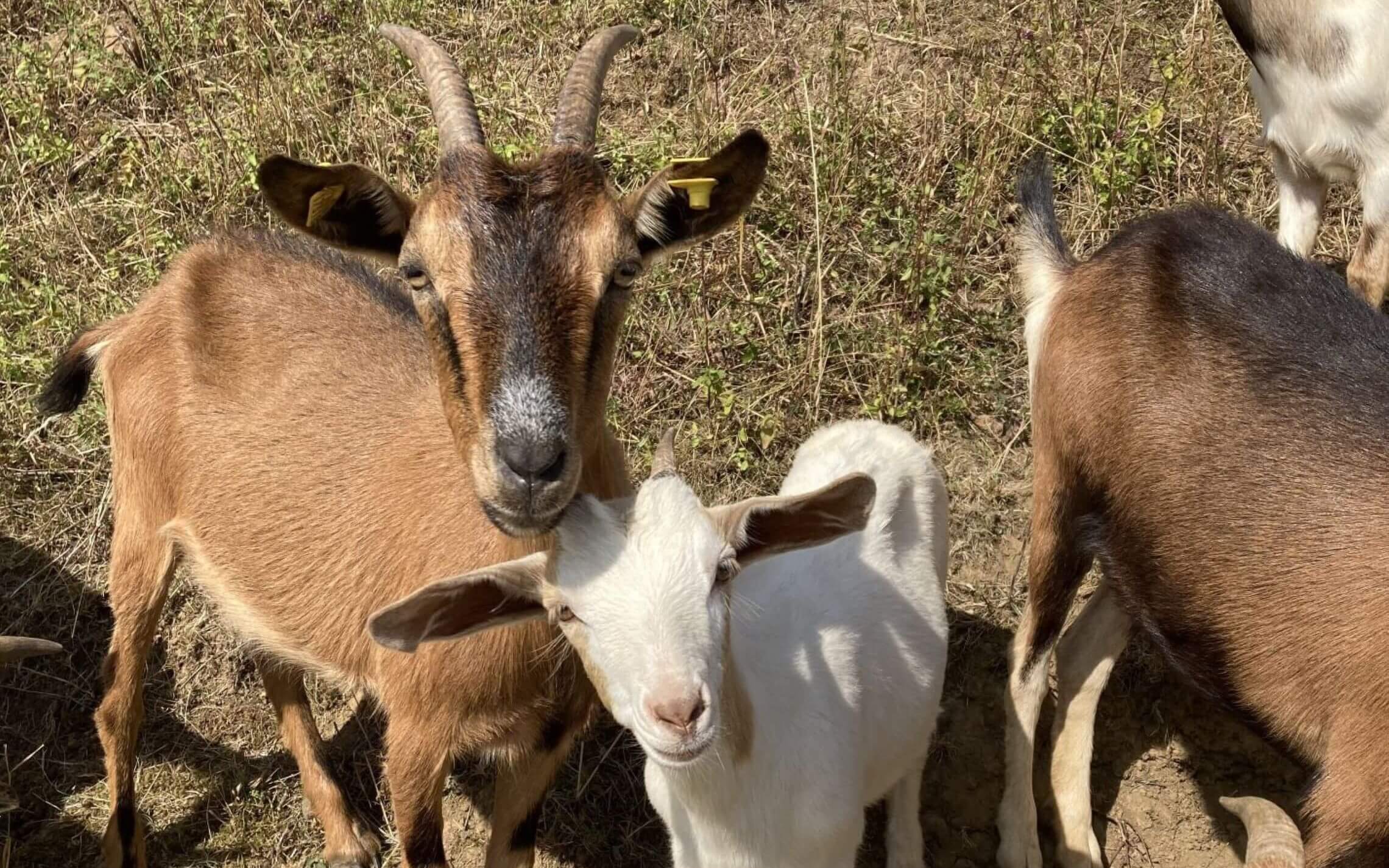 a group of goats
